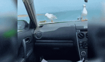 Trolling the seagulls