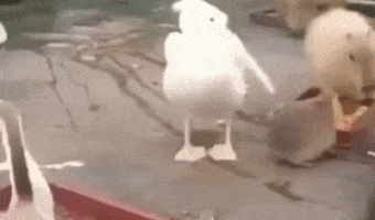 Trying to eat a Capybaras