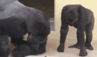 A gorilla showing another the insect he found