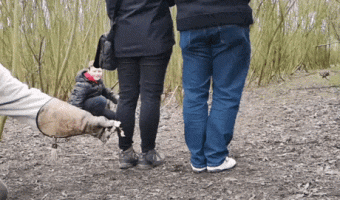 Owl passing through the gap