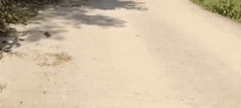 Every dog owner understands this walk