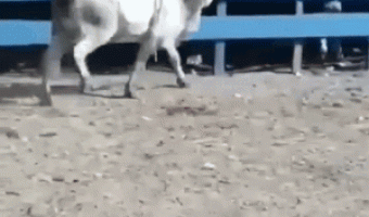 Cow in Rodeo