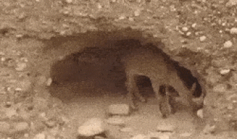 Deer in mountain