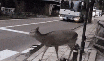 Deer checking the road before crossing
