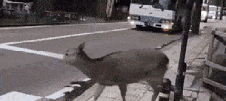 Deer checking the road before crossing