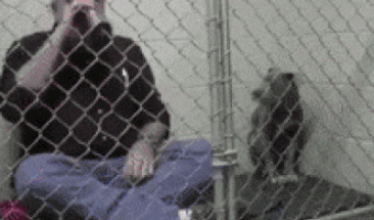 Vet feeds abused dog