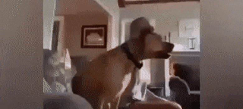 Watching football with your dog