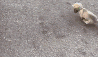 Wait Cant walk Dont you see Repeat