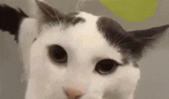 Who is showering who?