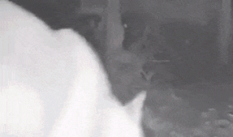 Wild animals reacting to a mirror